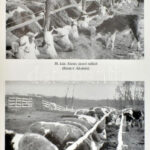 Húsmarhatenyésztés. Szerk.: Dohy János. Bp., 1985., Mezőgazdasági. Kiadói kartonált papírkötés. - Image 3
