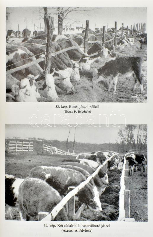 Húsmarhatenyésztés. Szerk.: Dohy János. Bp., 1985., Mezőgazdasági. Kiadói kartonált papírkötés. - Image 3