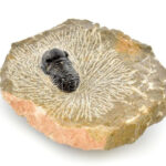 Tribolit fosszília kőzeten, Marokkó 7x7x3 cm