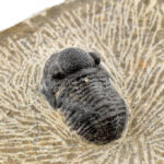 Tribolit fosszília kőzeten, Marokkó 7x7x3 cm - Image 2
