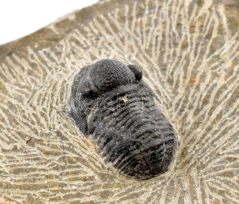 Tribolit fosszília kőzeten, Marokkó 7x7x3 cm - Image 2