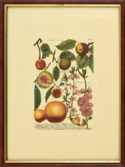 Modern díszes üvegezett fa keret, benne barackféléket ábrázoló modern nyomtattal, 37x27 cm