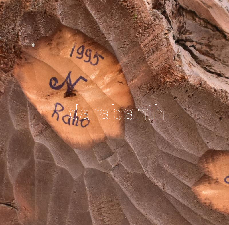 Gyökérfaragás, szobor, jelzett: Rahó (Kárpátalja), m: 44 cm - Image 2