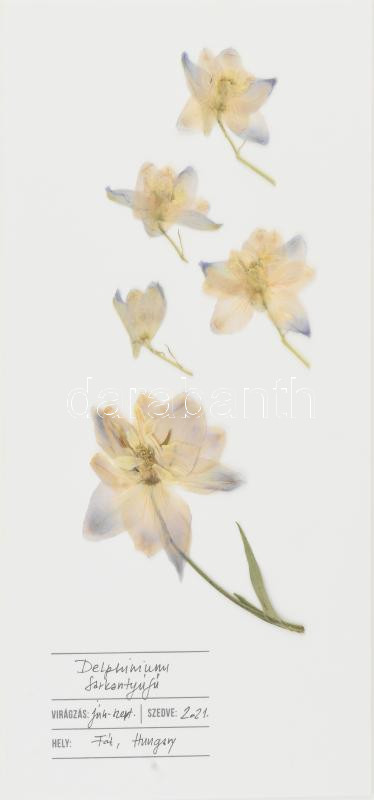 Herbarium: Delphinium / Sarkantyúfű, Keret méret: 45x32.5cm, Sorszám: 98 / 500, Gyűjtési idő: 2021, Gyűjtési hely: Fót, Virágos Pagony kertészete, Tervezi és készíti: Covellin - Image 2