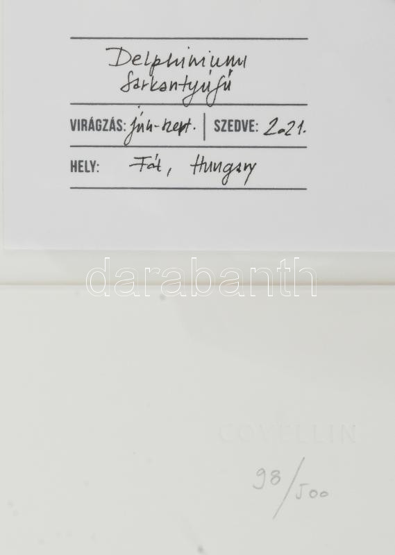 Herbarium: Delphinium / Sarkantyúfű, Keret méret: 45x32.5cm, Sorszám: 98 / 500, Gyűjtési idő: 2021, Gyűjtési hely: Fót, Virágos Pagony kertészete, Tervezi és készíti: Covellin - Image 3