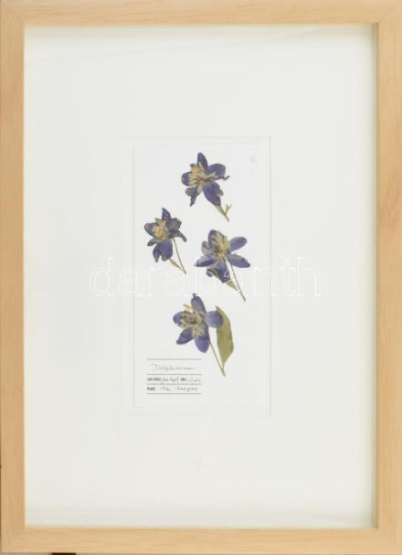 Herbarium: Delphinium / Sarkantyúfű, Keret méret: 45x32.5cm, Sorszám: 178 / 500, Gyűjtési idő: 2022, Gyűjtési hely: Fót, Virágos Pagony kertészete, Tervezi és készíti: Covellin