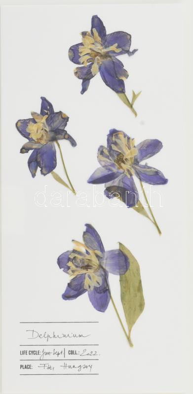 Herbarium: Delphinium / Sarkantyúfű, Keret méret: 45x32.5cm, Sorszám: 178 / 500, Gyűjtési idő: 2022, Gyűjtési hely: Fót, Virágos Pagony kertészete, Tervezi és készíti: Covellin - Image 2