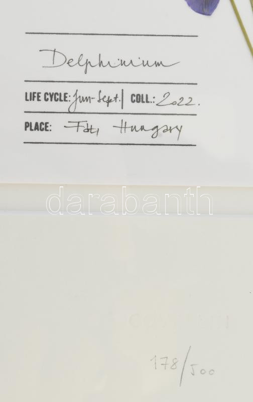Herbarium: Delphinium / Sarkantyúfű, Keret méret: 45x32.5cm, Sorszám: 178 / 500, Gyűjtési idő: 2022, Gyűjtési hely: Fót, Virágos Pagony kertészete, Tervezi és készíti: Covellin - Image 4