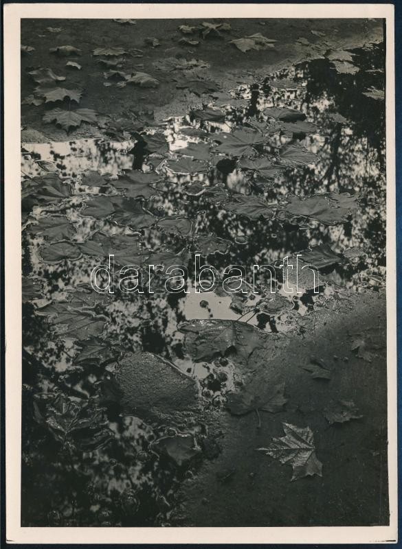 cca 1936 Kinszki Imre (1901-1945): Ősz, pecséttel és aláírással jelzett, vintage fotóművészeti alkotás, 13x18 cm
