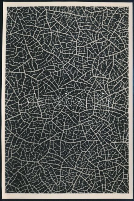 cca 1934 Kinszki Imre (1901-1945) budapesti fotóművész hagyatékából, pecséttel jelzett vintage fotó (erezet), 17,6x11,5 cm