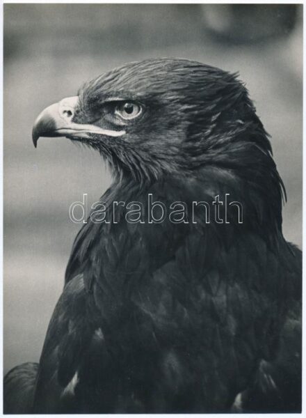 1936 Kinszki Imre (1901-1945) budapesti fotóművész hagyatékából, pecséttel jelzett vintage fotóművészeti alkotás (The eagle), 22,6x16,4 cm