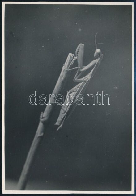 cca 1935 Kinszki Imre (1901-1945) budapesti fotóművész hagyatékából, pecséttel jelzett vintage fotóművészeti alkotás (az ág végén), 16,7x11,4 cm