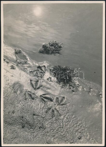 cca 1936 Kinszki Imre (1901-1945) budapesti fotóművész aláírással és pecséttel jelzett vintage fotóművészeti alkotása (Wo die Ente ans Land kam...), 18x12,6 cm