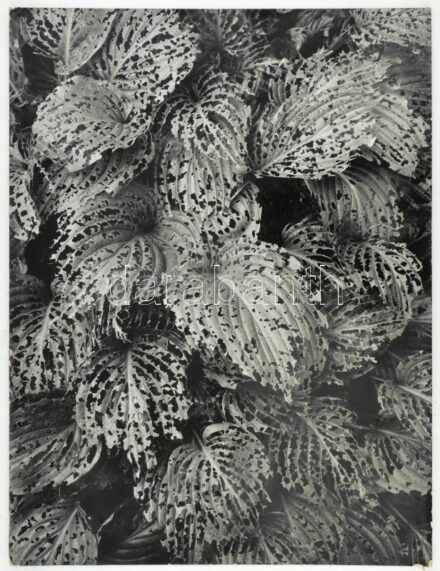 cca 1970 Gollob József ,,Levelek" című vintage fotóművészeti alkotása, feliratozva, kasírozva, ezüst zselatinos fotópapíron, sarka hajlott, 39,5x30 cm