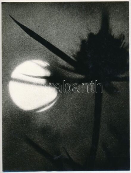 1974 Határ István: ,,Bogáncs" című, feliratozott, vintage fotóművészeti alkotása, ezüst zselatinos fotópapíron, a kép a Népművelési Intézet által, Balmazújvárosban megrendezett fotós alkotótelep (eredeti fotókat tartalmazó) albumából származik, 24x18