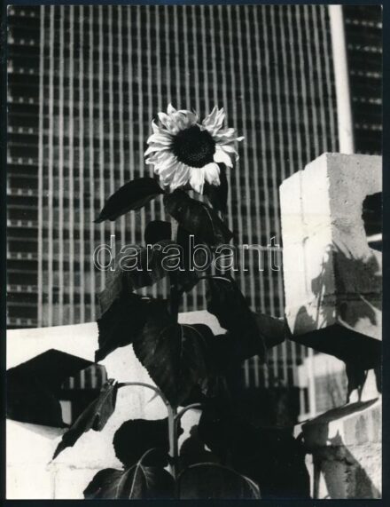 cca 1979 Madas László: ,,Betonvegetáció" című, feliratozott, vintage fotóművészeti alkotása, ezüst zselatinos fotópapíron, 24x18 cm